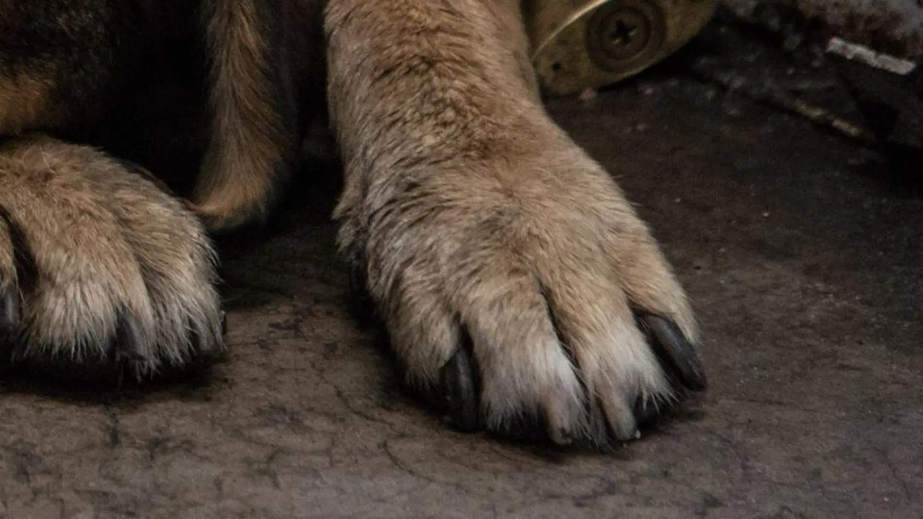 Cesar Tolama, presunto responsable de haber atropellado a tres perros en el municipio de Cuautlancingo